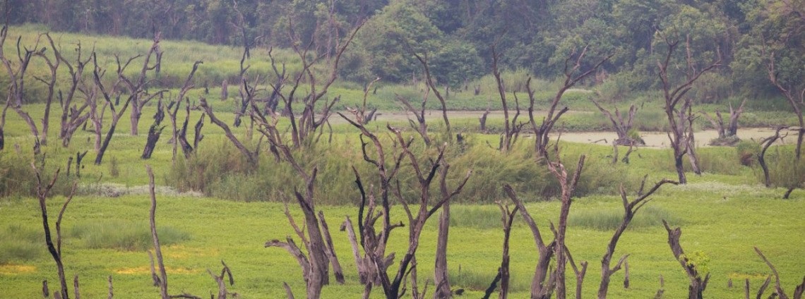 Reptiles of Dudhwa National Par