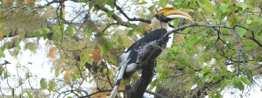 Birds of Dudhwa National Park