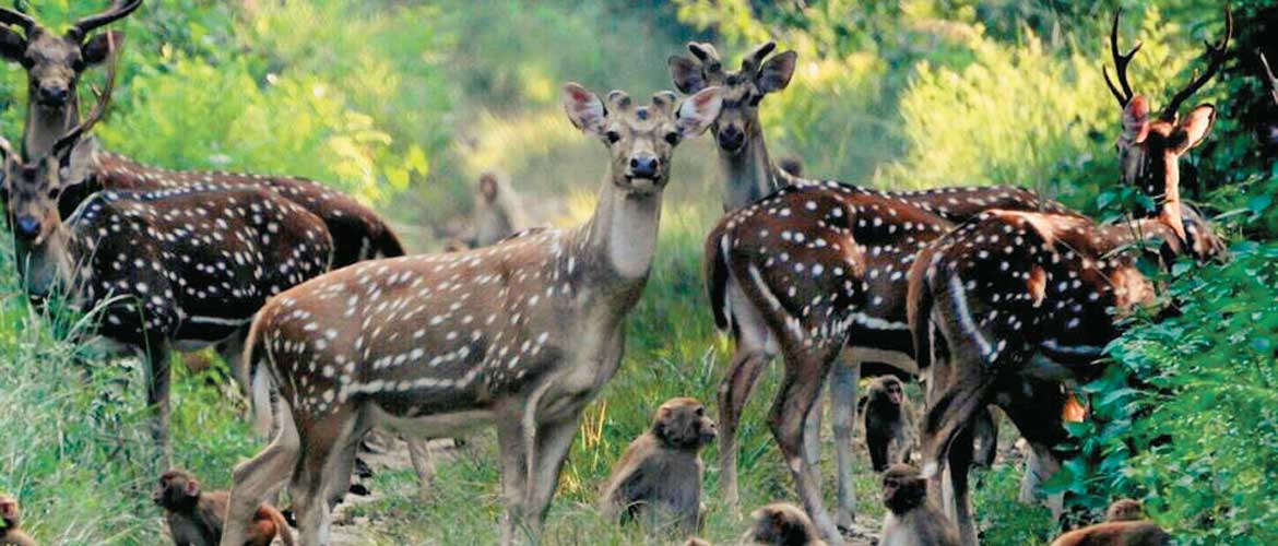 Deers of Dudhwa National Park