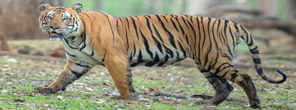 Chuka Tiger Reserve