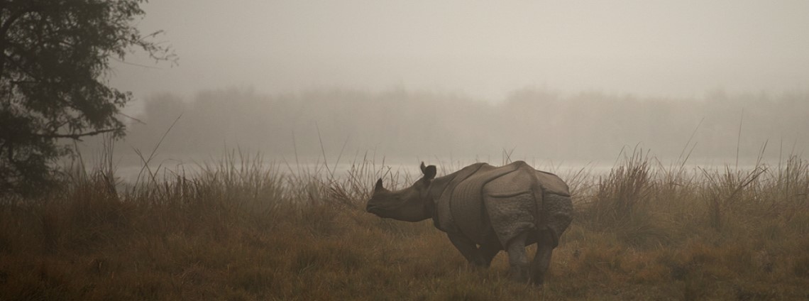 Rhinoceros of Dudhwa National Park | Dudhwa Tiger Reserve
